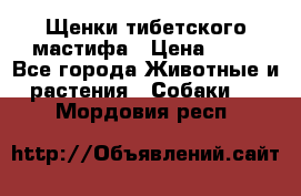 Щенки тибетского мастифа › Цена ­ 80 - Все города Животные и растения » Собаки   . Мордовия респ.